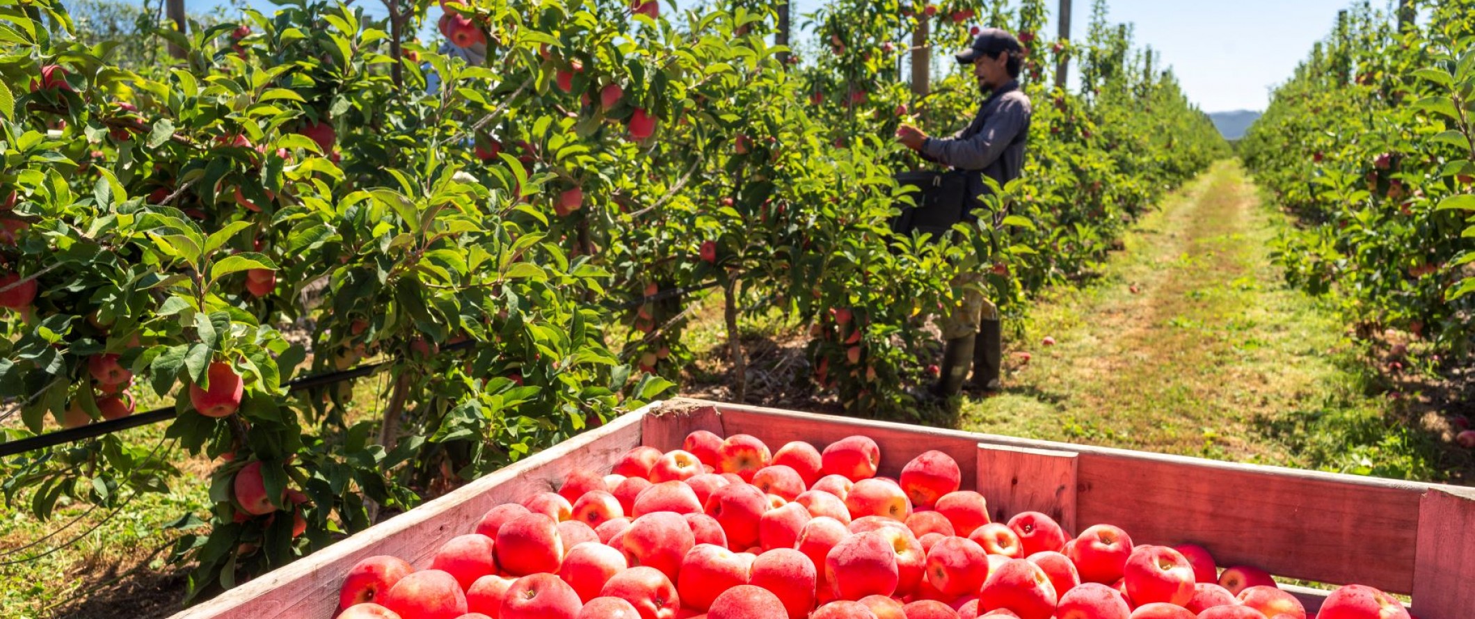 Crisp and juicy apples of Tasman Banner