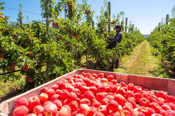 Crisp and juicy apples of Tasman