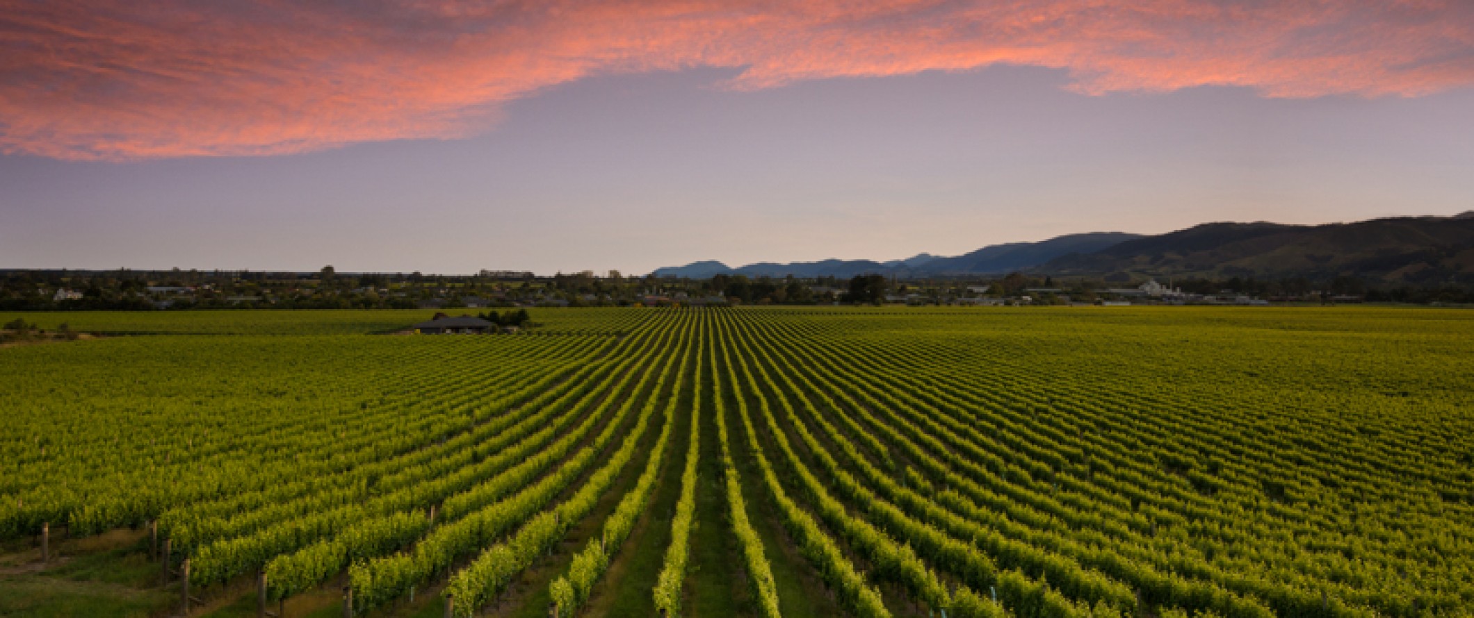  Seifried Cellar Door and Harvest Kitchen Banner